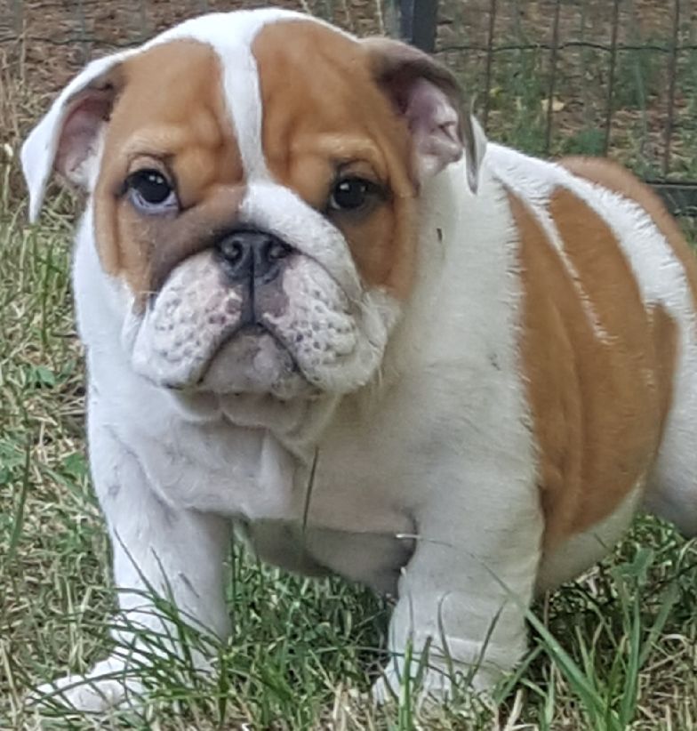 Nelia Bulls - Bulldog Anglais - Portée née le 08/05/2017
